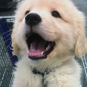 Meet your Posher, Terrell